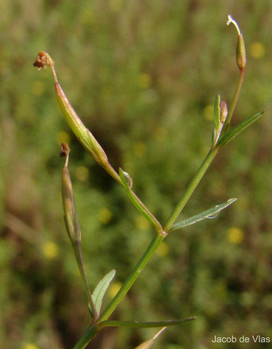 Vandellia micrantha (D.Don) Eb.Fisch., Schäferh. & Kai Müll.